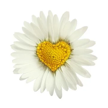 White daisy Stock Illustration