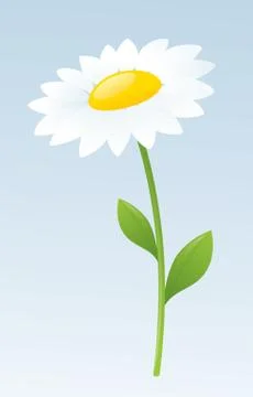 White daisy Stock Illustration