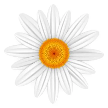 White daisy Stock Illustration