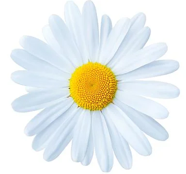 White daisy isolated on white background Stock Photos