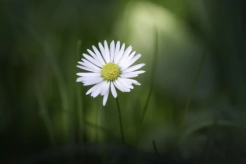 White daisy macro focus stacked green background Stock Photos