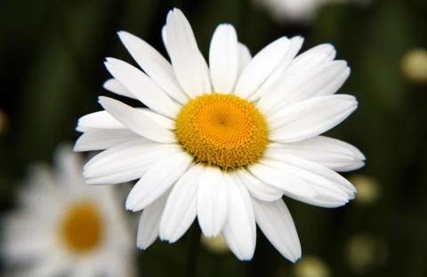 White daisy macro Stock Photos