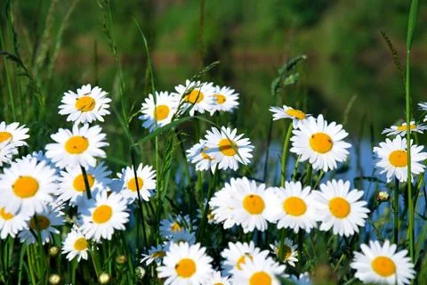White daisy on the meadow. 库存照片
