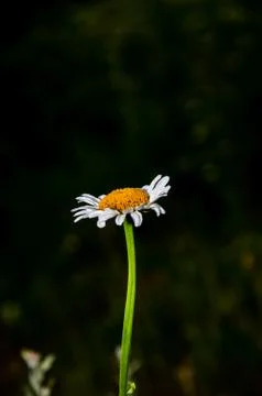 The white daisy on the meadow Stock Photos
