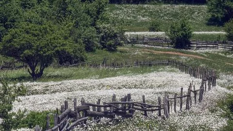 White daisy meadows_17 Stock Photos