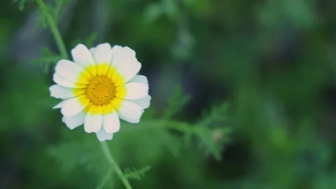 White Daisy Moving Softly in Wind Natural Spring Scene 스톡 동영상 331925923