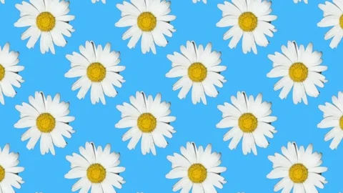White daisy pattern on blue background Stock Footage 336488372