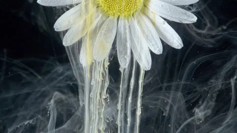 White daisy petals dissolve slowly in milky water environment Stock Footage 332898201