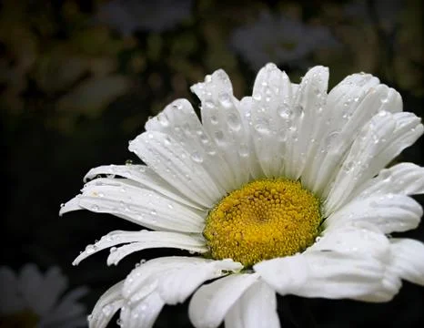 White daisy Stock Photos