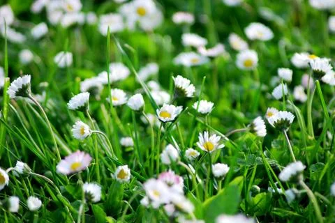 White daisy 스톡 사진