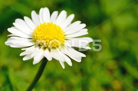 White daisy Stock Photos