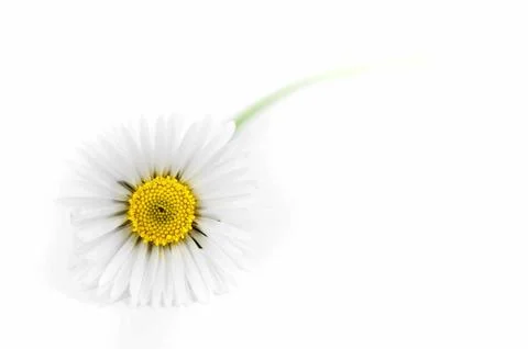 White daisy Stock Photos