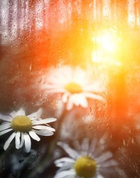 White daisy Stock Photos