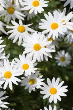 White daisy Stock Photos