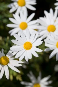 White daisy Stock Photos