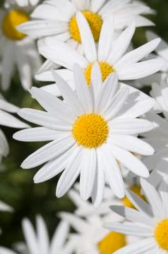 White daisy Stock Photos