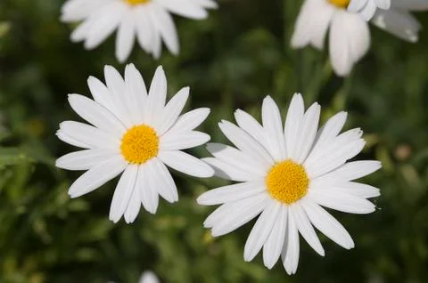 White daisy Stock Photos