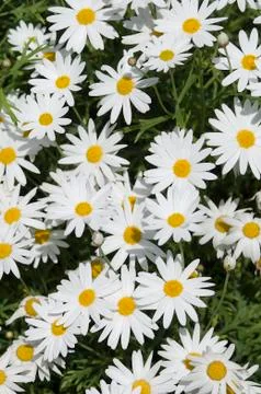 White daisy Stock Photos