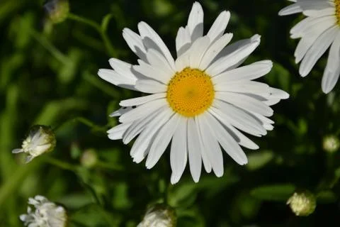 White daisy Stock Photos