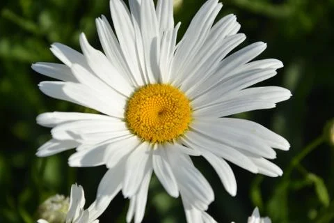White daisy Stock Photos