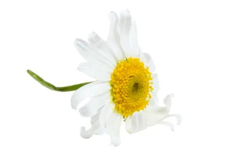 White daisy Stock-Fotos