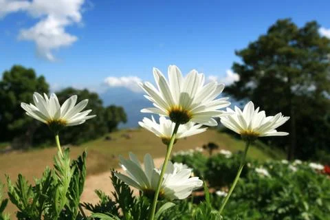 White Daisy Stock Photos