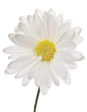 White daisy Stock Photos