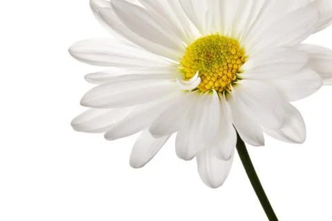 White daisy Stock Photos