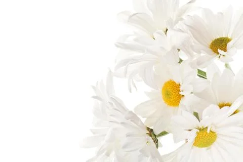 White daisy Stock Photos