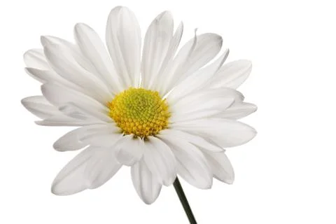 White daisy Stock Photos