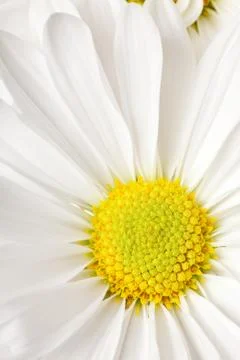 White daisy Stock Photos