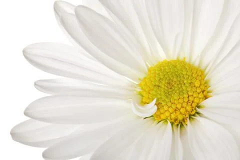 White daisy Stock Photos