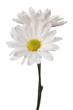 White daisy Stock Photos