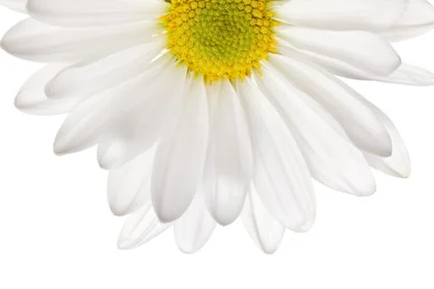 White daisy Stock Photos