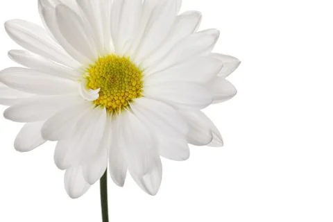 White daisy Stock Photos