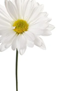 White daisy Stock Photos