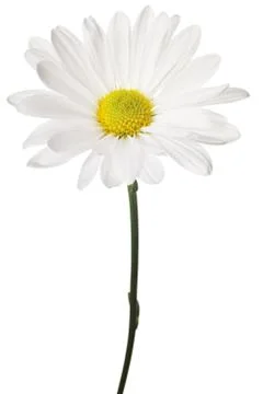 White daisy Stock Photos