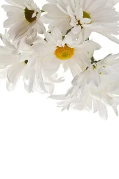 White daisy Stock Photos
