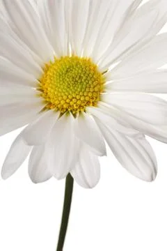 White daisy Foto stock