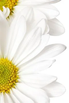 White daisy Stock-Fotos