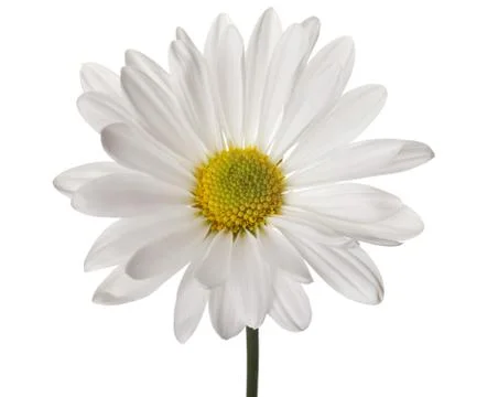 White daisy Stock Photos