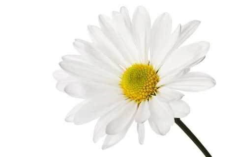 White daisy Stock Photos