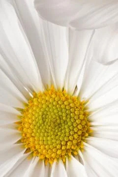 White daisy Stock-Fotos