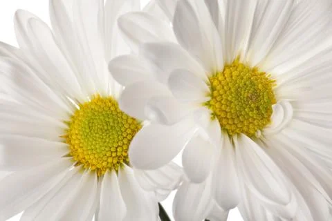 White daisy Foto stock