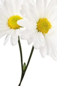 White daisy Stock Photos