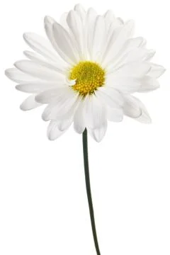 White daisy Stock Photos