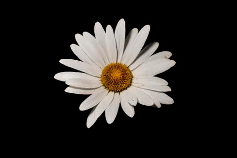 White daisy Stock Photos