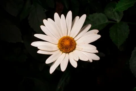 White daisy Stock Photos