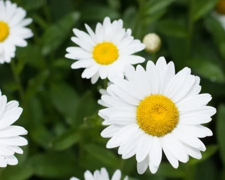 White daisy Stock Photos