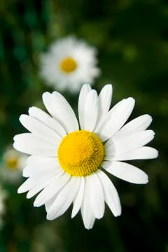 White Daisy Stock Photos